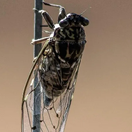 Les Olivettes Meynes
